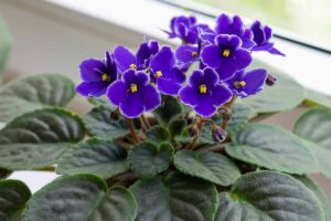 A close up horizontal image of the deep bluish-purple flowers and velvety foliage of an African violet plant set on a windowsill.