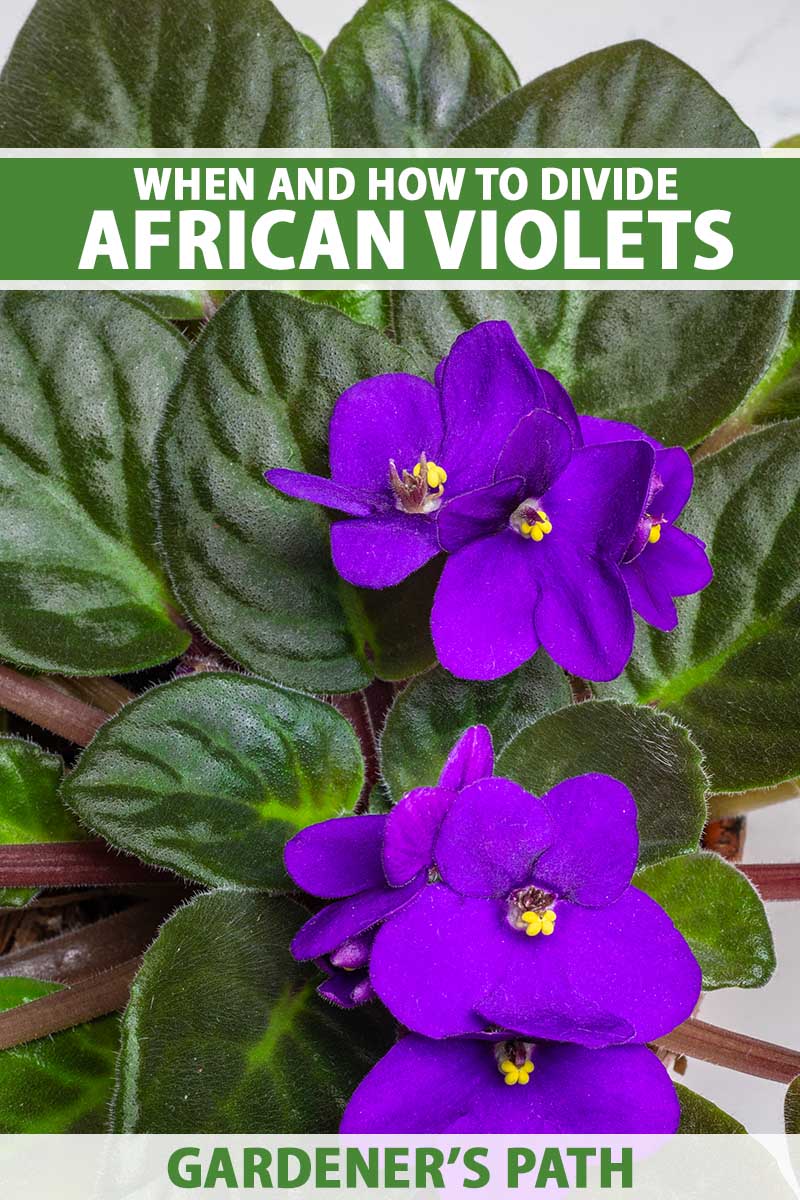 A close up vertical image of the purple flowers and velvety green foliage of an African violet houseplant growing in a small pot. To the top and bottom of the frame is green and white printed text.