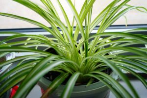 A close up horizontal image of a potted spider plant set on a windowsill.