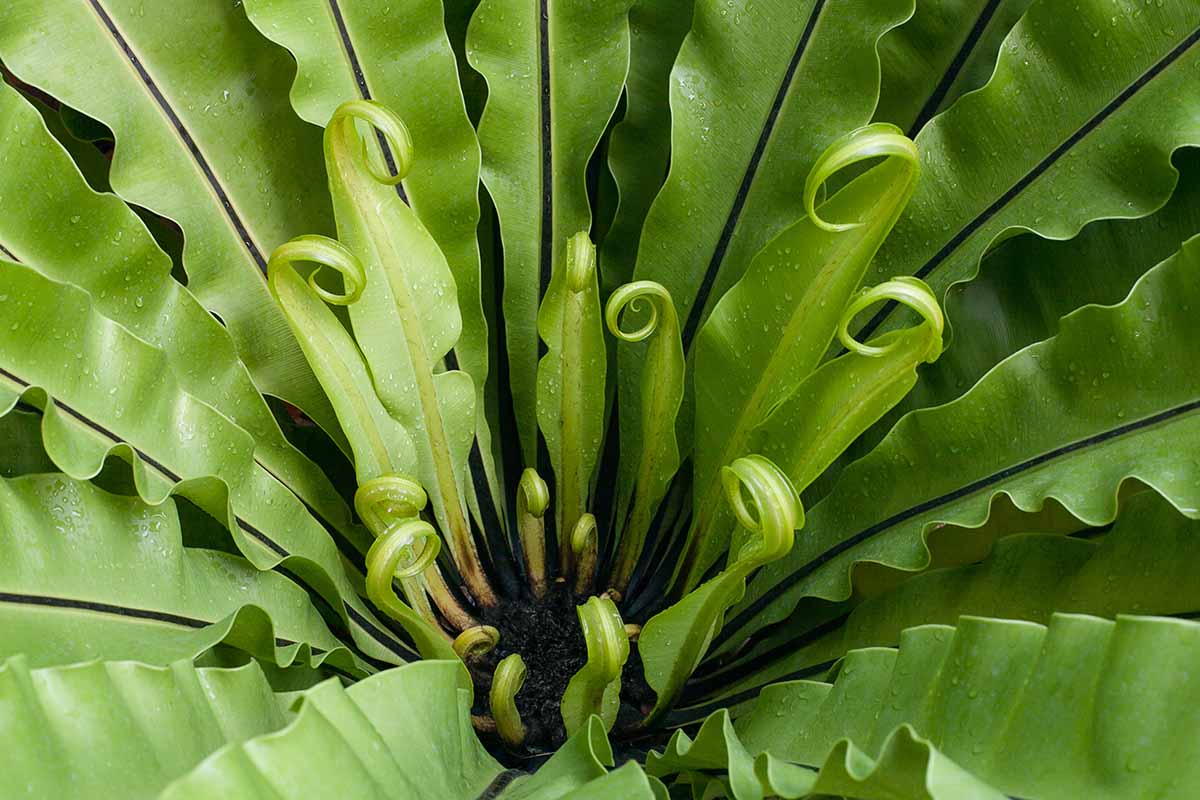 A close up horizontal image of a bird's nest fern (Asplenium) growing in a pot indoors.