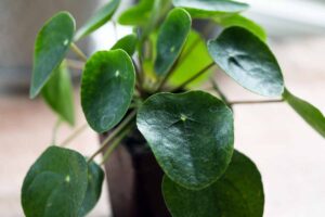 A close up horizontal image of a Pilea peperomioides Chinese money plant growing in a pot indoors.