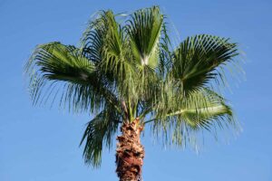 A close up horizontal image of a Mexican fan palm (Washingtonia robusta) pictured on a blue sky background.