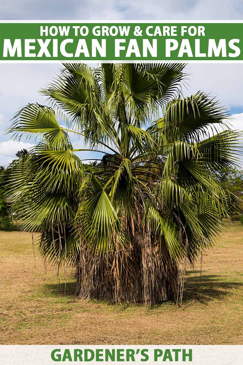 A vertical image of a large Mexican fan palm (Washingtonia robusta) growing in the middle of a dry lawn. To the top and bottom of the frame is green and white printed text.