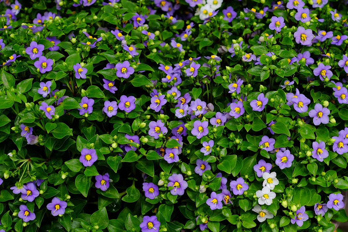A close up horizontal image of purple Persian violets (Exacum affine) growing in the garden.