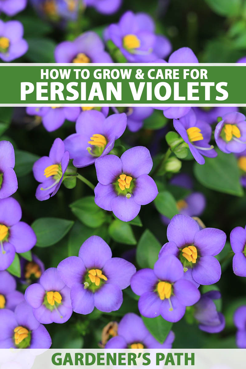 A close up vertical image of purple Persian violet flowers with foliage in soft focus in the background. To the top and bottom of the frame is green and white printed text.