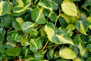 A close up horizontal image of the variegated, heart-shaped foliage of philodendron 'Brasil' growing indoors.