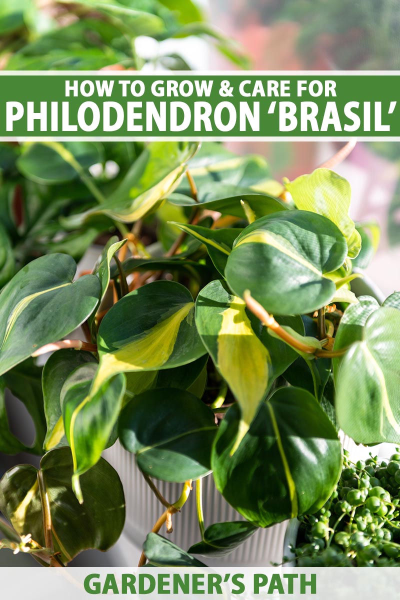 A close up vertical image of a philodendron 'Brasil' with variegated foliage growing in a large pot indoors pictured on a soft focus background. To the top and bottom of the frame is green and white printed text.