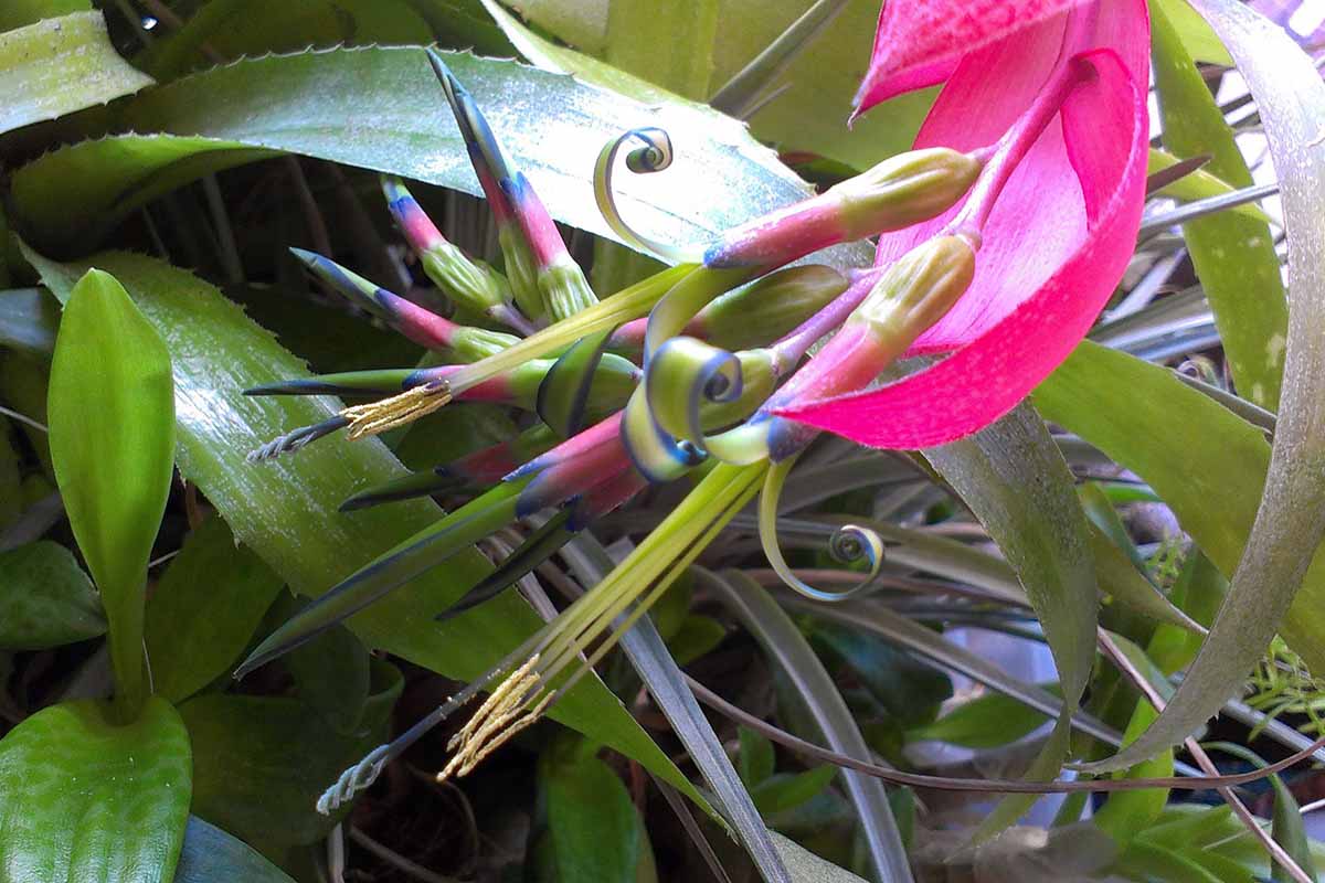 A horizontal close up photo of a queen's tears bromeliad with a bright pink and purple striped bloom.