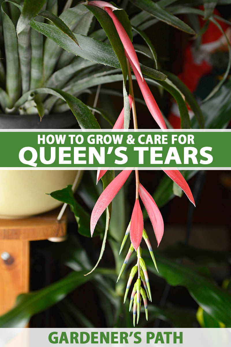 A vertical photo of a queen's tears plant with a bright pink bloom coming out of the center of the plant. Green and white text span the center and bottom of the frame.