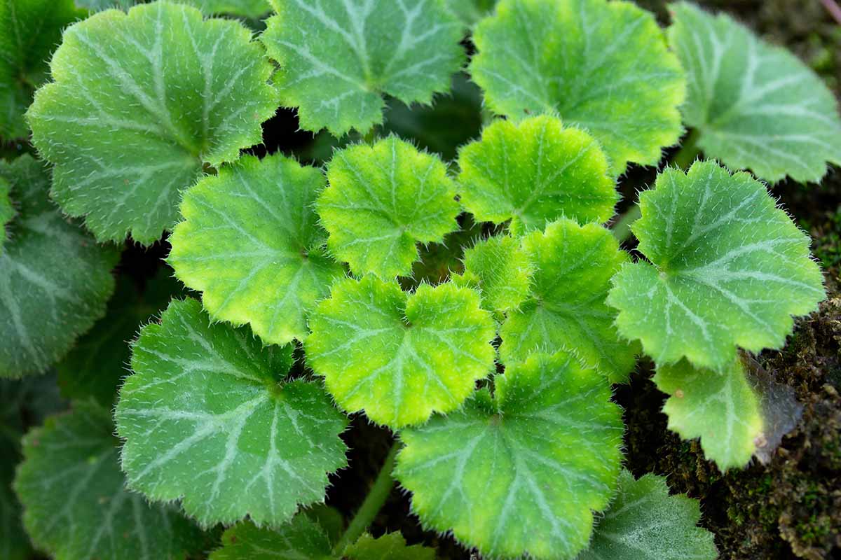A horizontal shot of the light green, fuzzy leaves of strawberry begonia (Saxifraga stolonifera) growing outside in partially lit conditions.