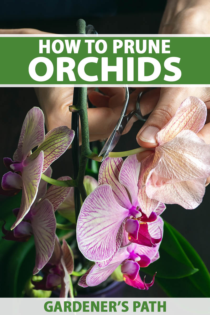 A close up vertical image of two hands from the top of the frame holding a small pair of scissors and trimming spent flowers from a Phalaenopsis orchid. To the top and bottom of the frame is green and white printed text.