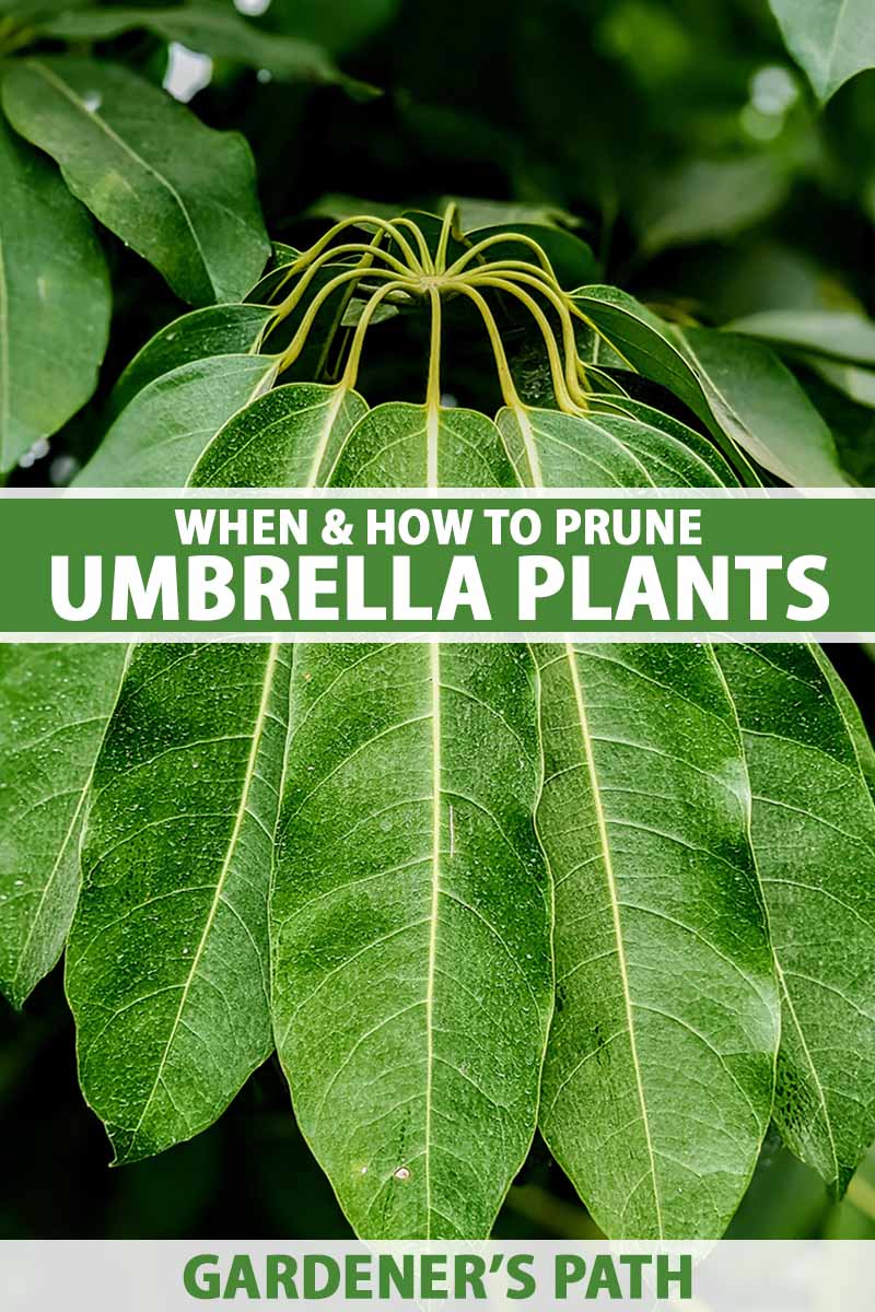 A vertical close up of the leaves of an umbrella plant. Green and white text run across the center and bottom of the frame.