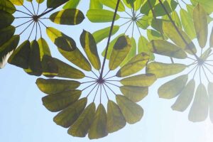 A horizontal photo shot from below an umbrella tree (schefflera actinophylla) looking up through the foliage iwth a bright blue, sunny sky behind the leaves.