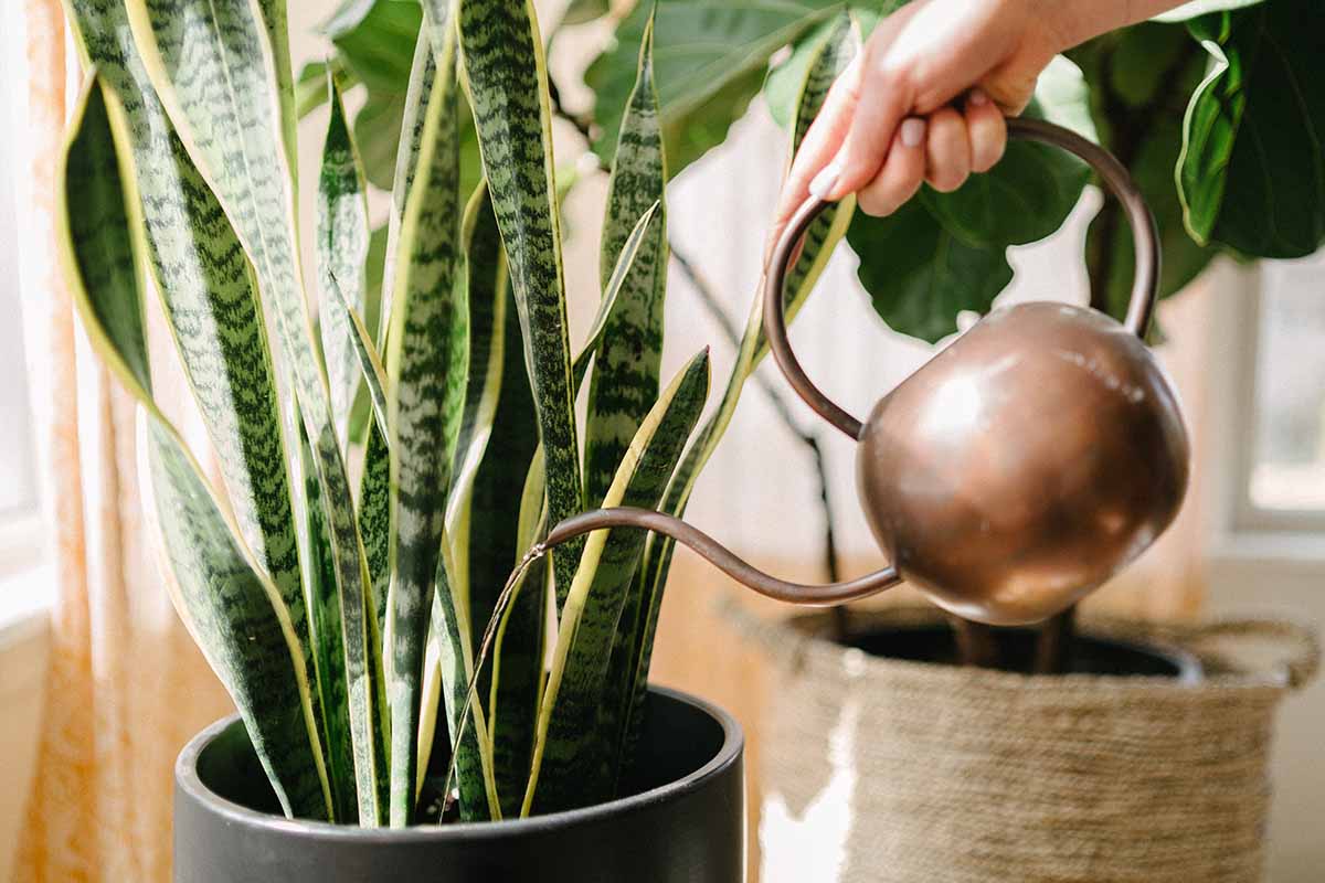 A horizontal closeup of a gardener watering a snake plant with a copper can.