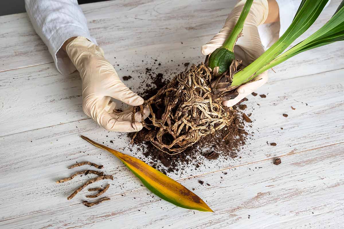 A close up horizontal image of an unpotted orchid with diseased roots, being handled by an indoor gardener wearing rubber gloves.