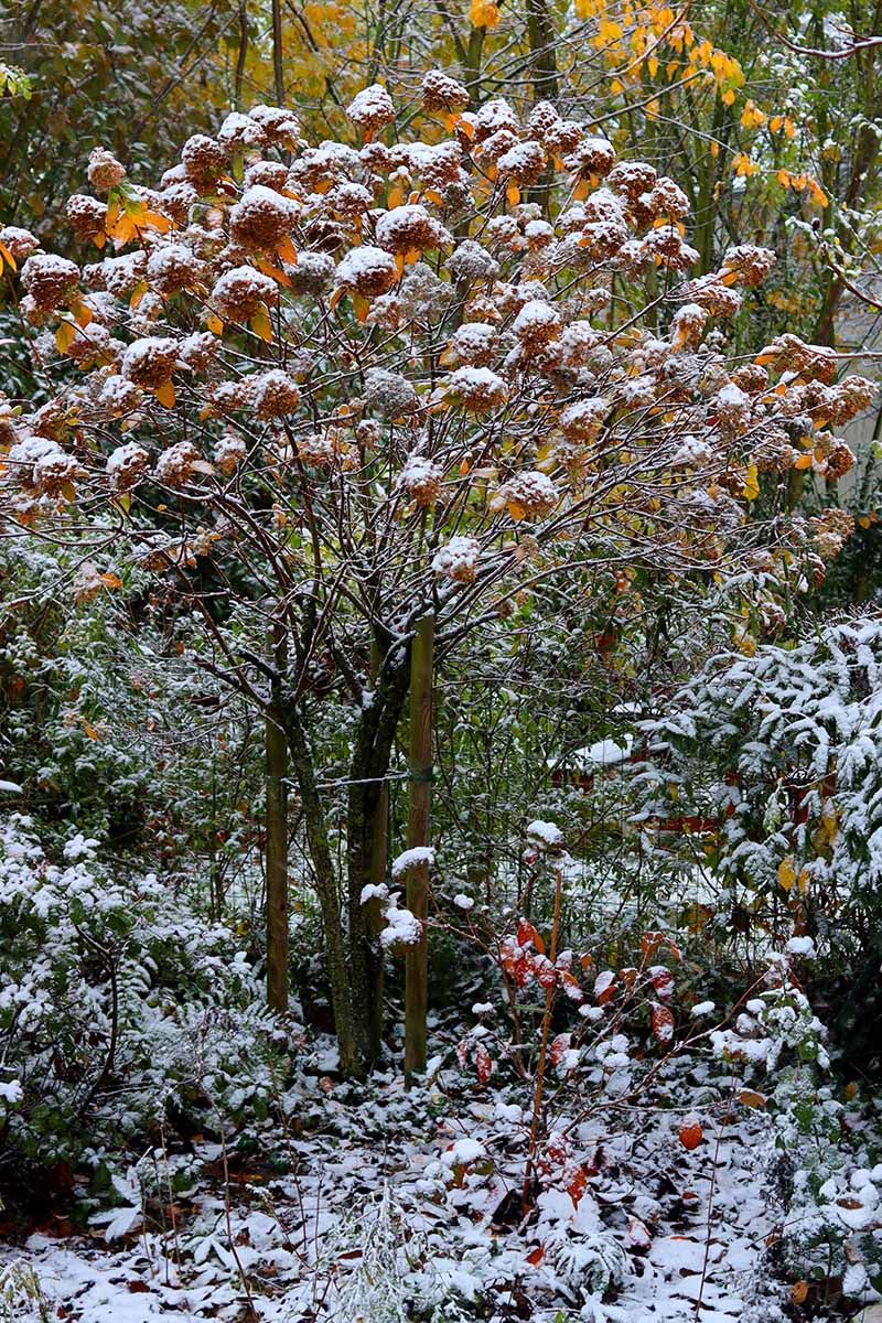 A close up vertical image of a cottage garden covered in a light dusting of snow.
