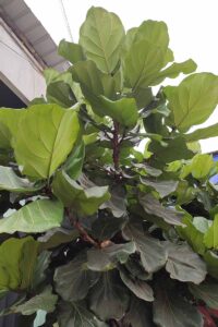 How to Grow and Care For Ficus Plants | Gardener’s Path
