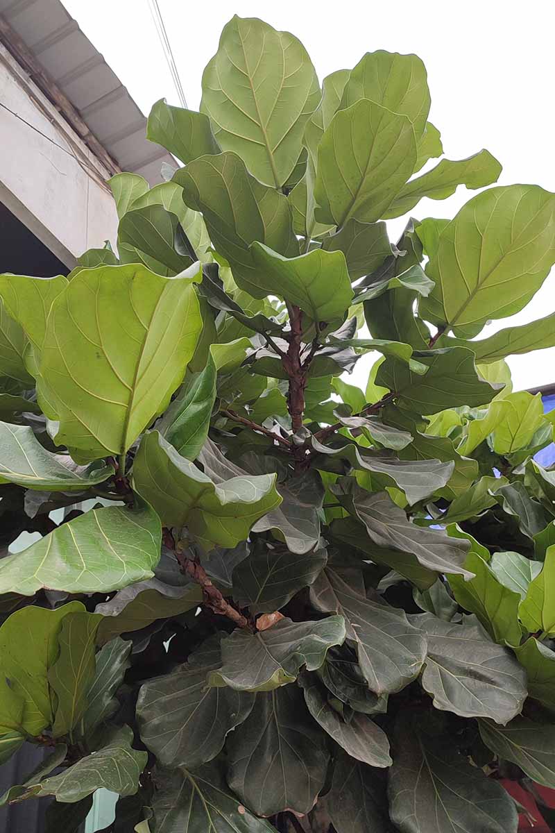 A close up vertical image of the large foliage of a fiddle-leaf fig (Ficus lyrata) growing outdoors.