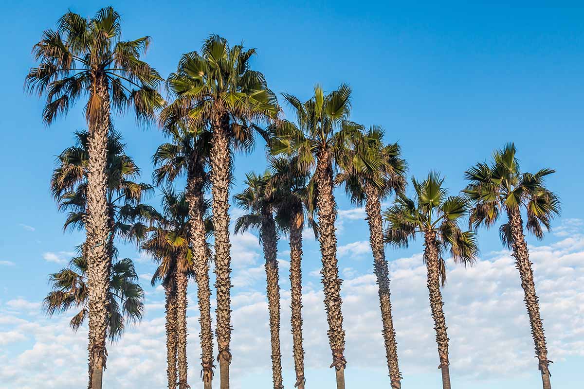 A horizontal image of a group of mature Mexican fan palms growing outdoors pictured on a blue sky background.