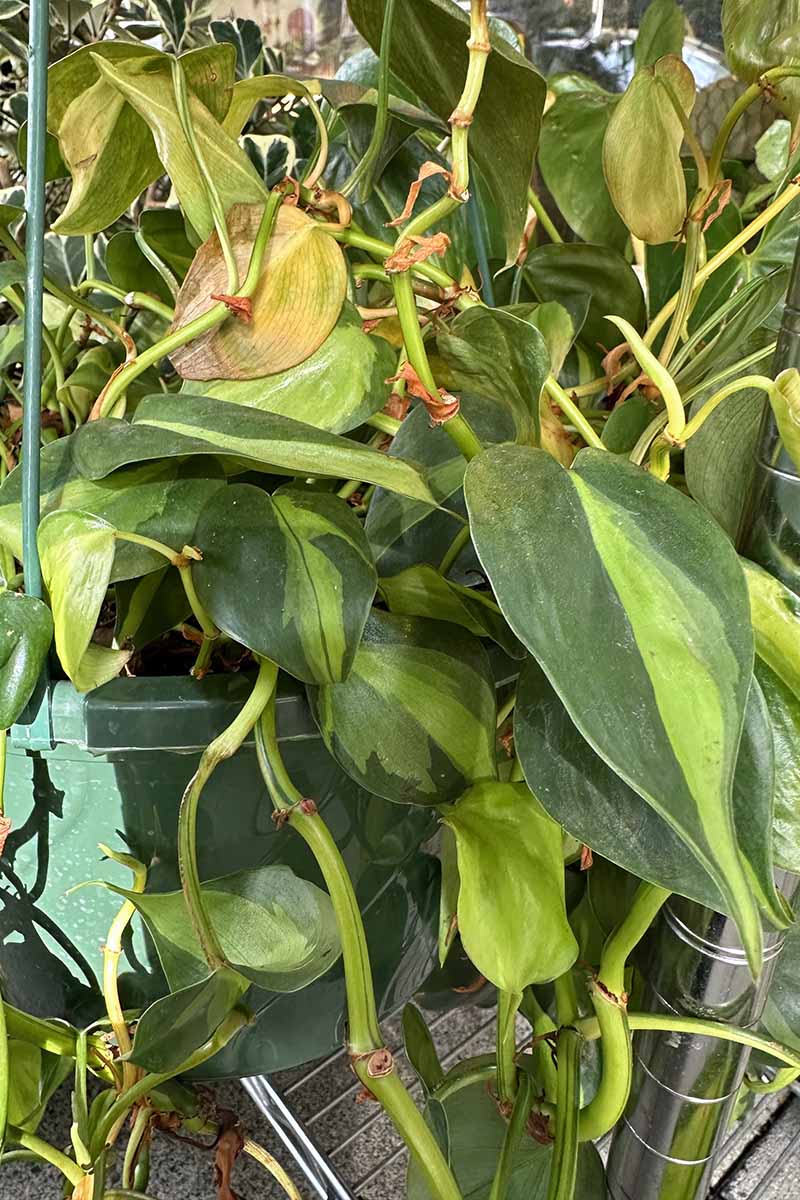 A close up vertical image of a large philodendron 'Brasil' growing in a large pot.