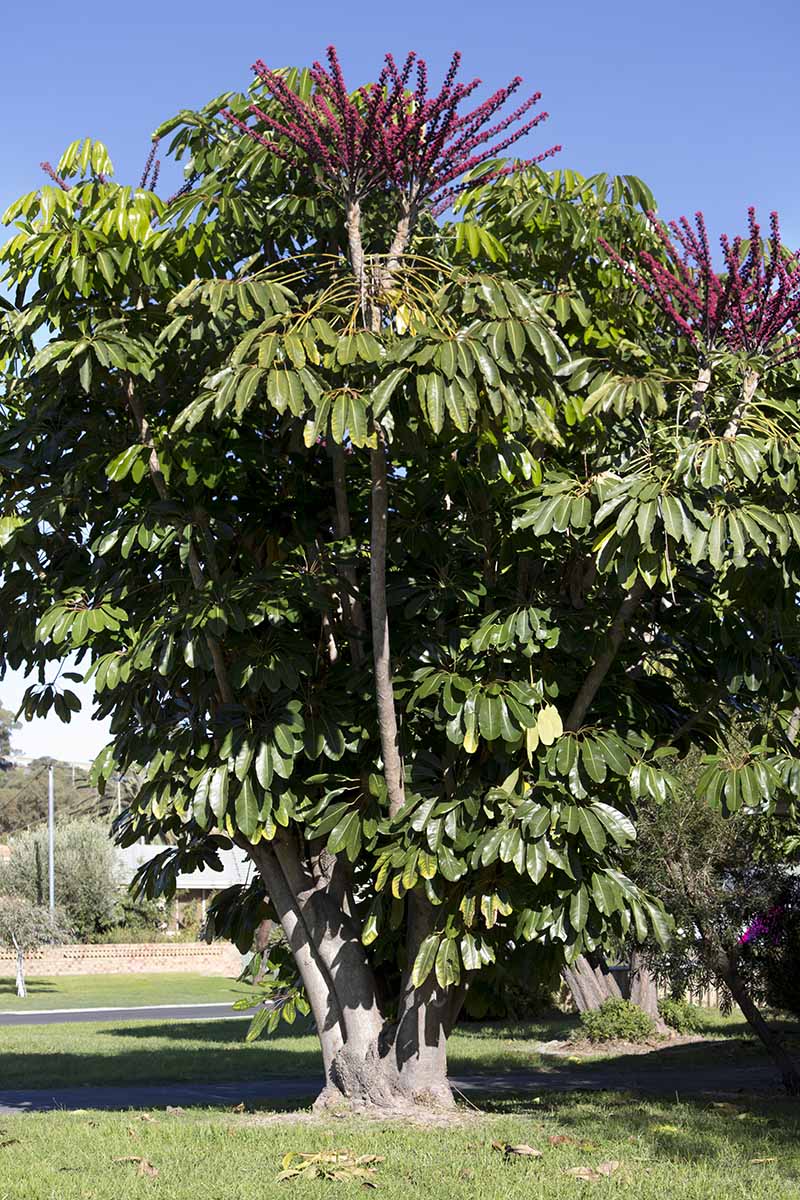 A vertical shot of a large umbrella tree outside with purple flower spikes growing from the top.