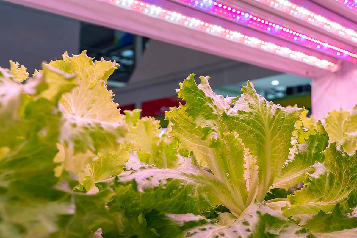 A close up horizontal image of lettuce growing under supplemental LED grow lights.