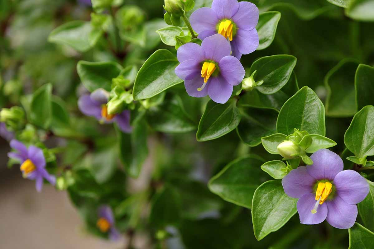 A close up horizontal image of lilac colored Exacum affine blooms surrounded by deep green foliage.
