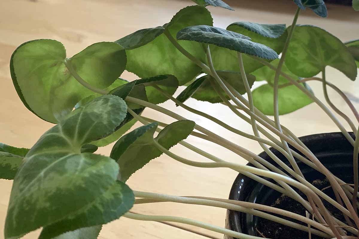 A close up horizontal image of leggy, limp leaves on a potted cyclamen plant growing indoors.