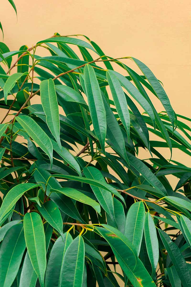 A vertical photo of a long-leaf fig plant, with a close-up on the green leaves backed against a yellow brown stucco wall.