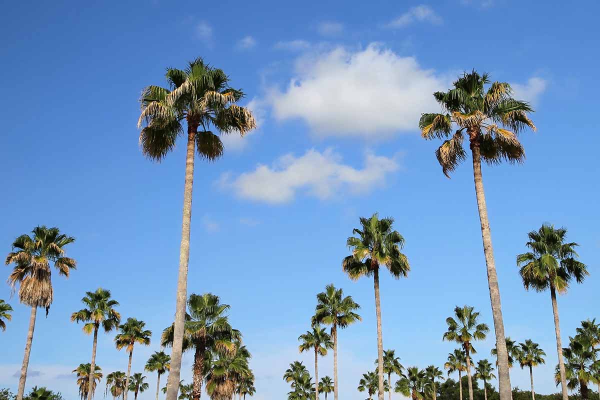 A horizontal image of a view of a group of tall Washingtonia robusta trees pictured on a blue sky background.