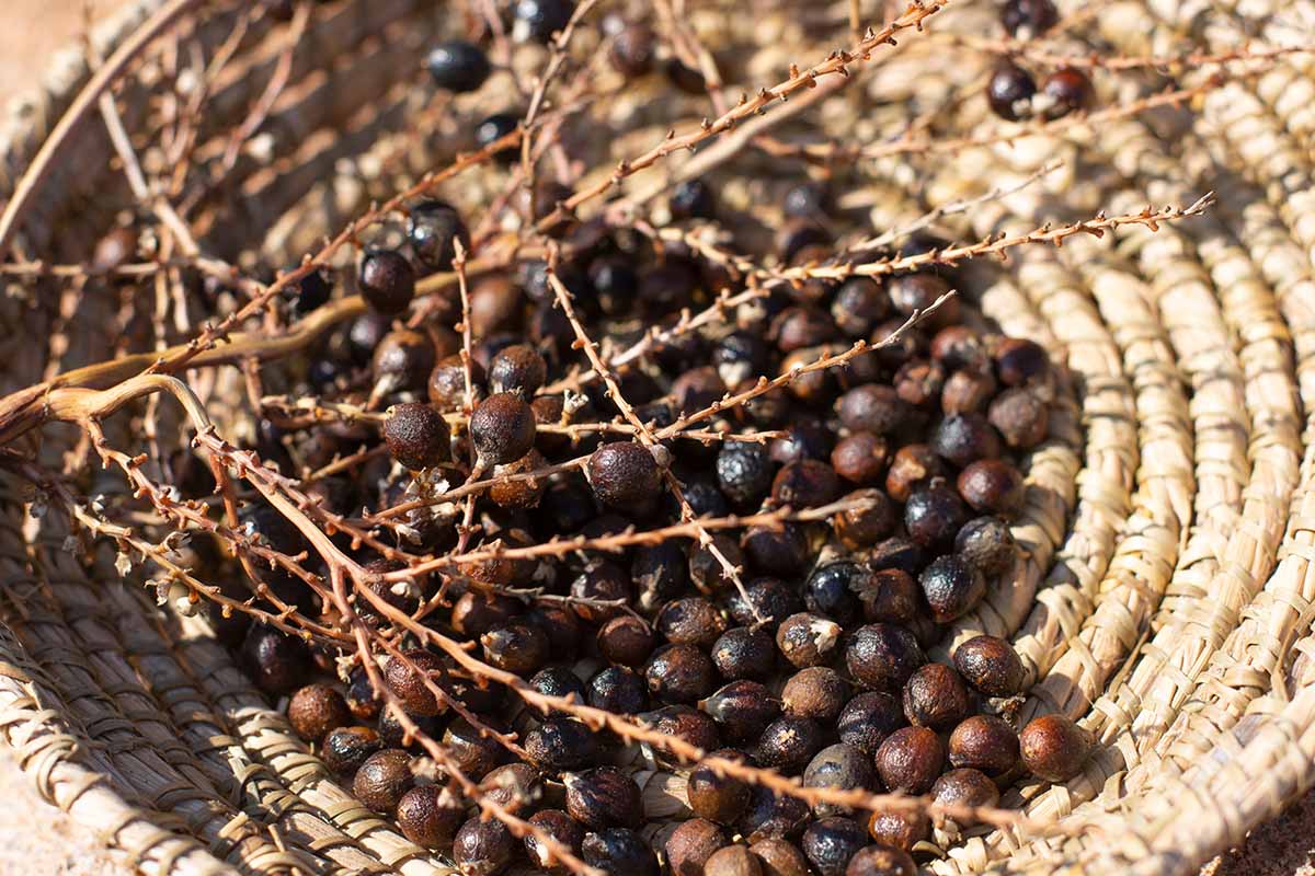A close up horizontal image of a wicker basket filled with stalks and berries from a Washingtonia robusta.