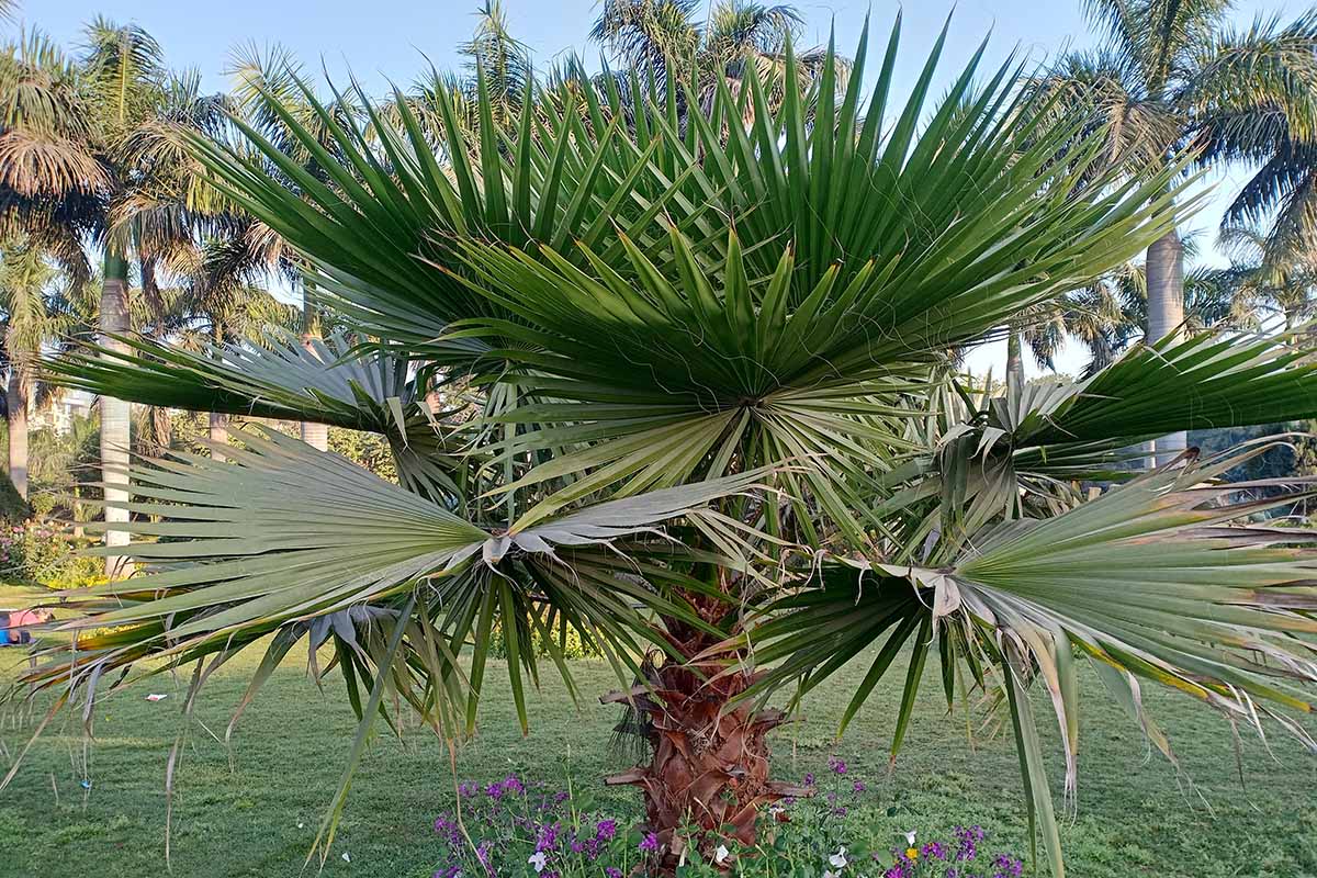 A horizontal image of a small Mexican fan palm (Washingtonia robusta) growing in the garden.