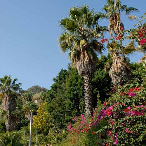 A square image of a subtropical garden with a variety of plantings including large Washingtonia robusta specimens.