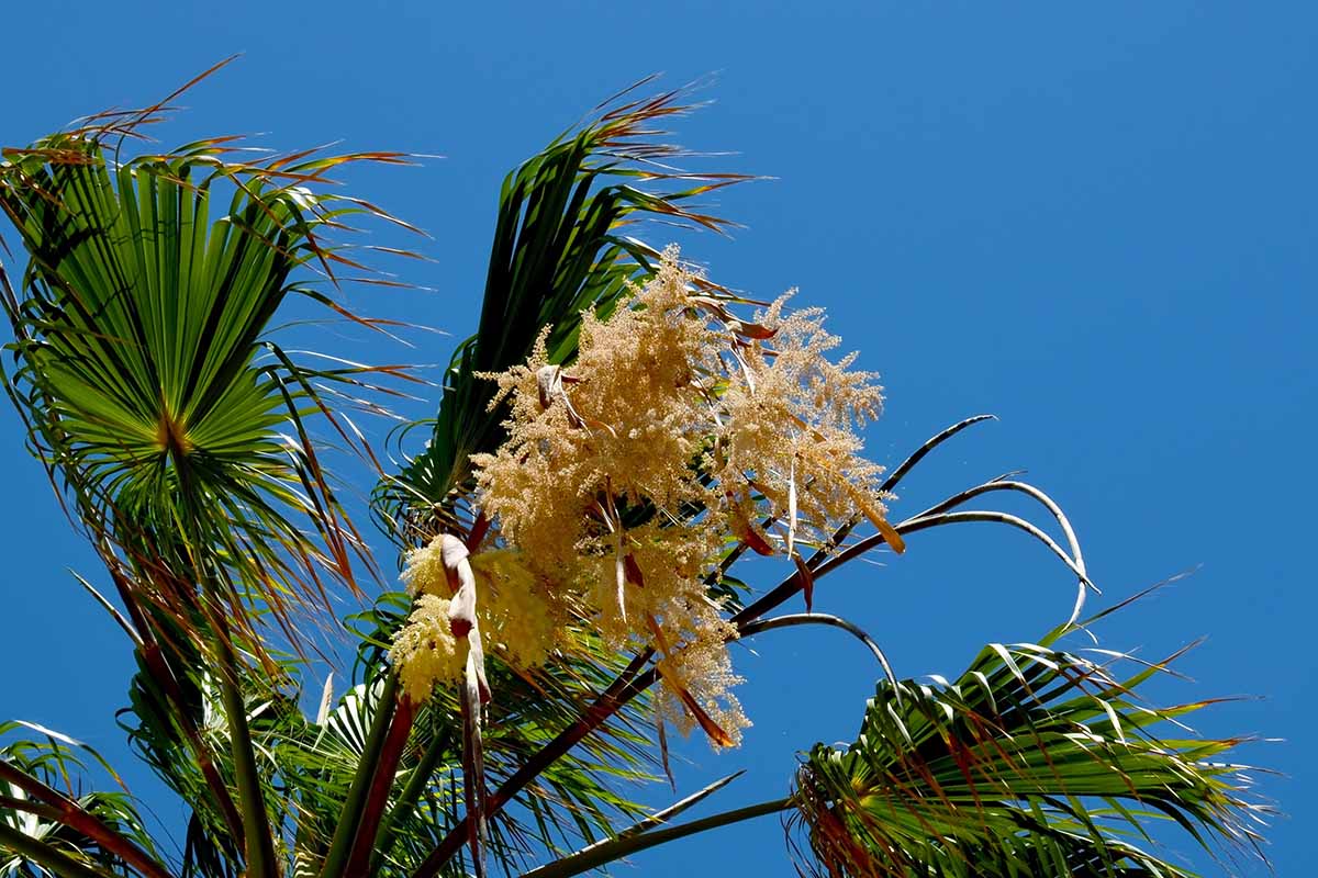 A close up horizontal image of a Mexican fan palm (Washingtonia robusta) in bloom pictured in bright sunshine on a blue sky background.
