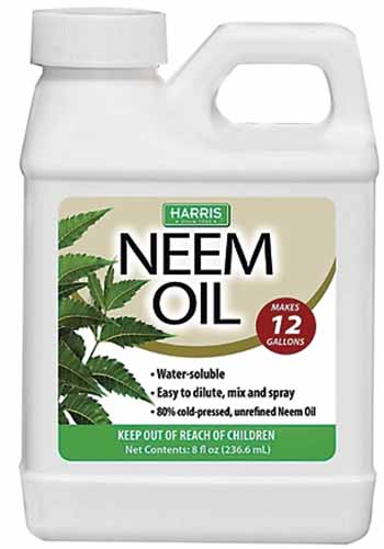 A close up of a bottle of Harris Neem Oil isolated on a white background.