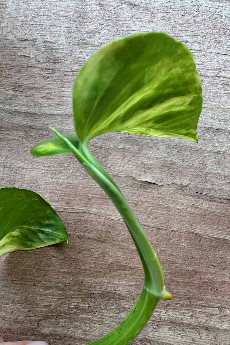 A close up vertical image of a pothos plant showing the location from which new leaves emerge.