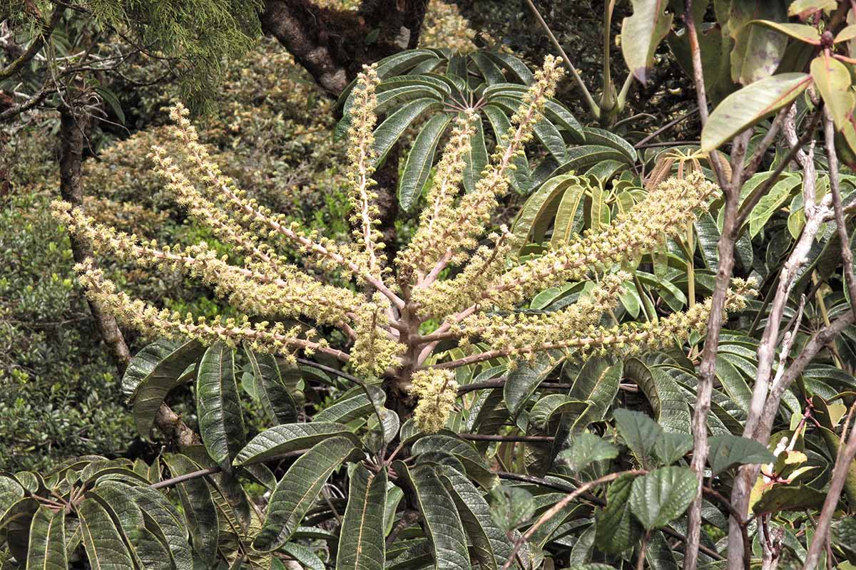 A horizontal photo of Schefflera digitata growing in the forest with light yellow blooms in the middle of the foliage.