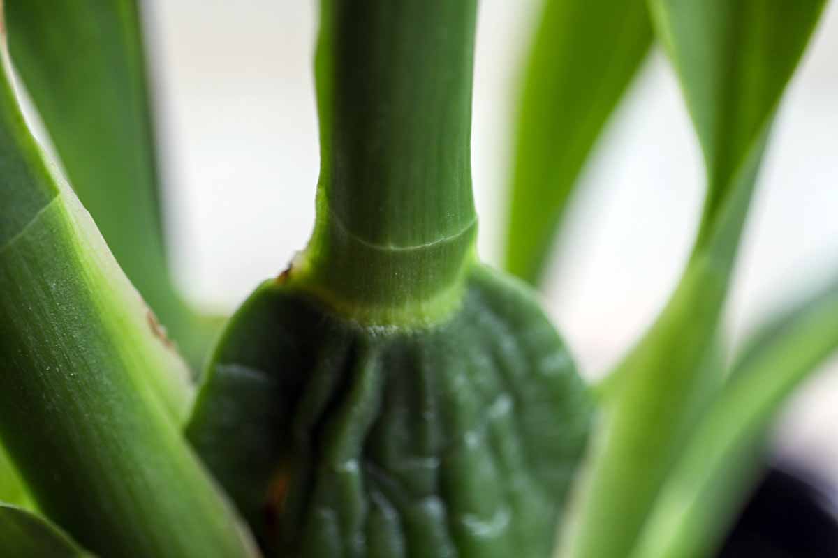 A close up horizontal image of the node on the stem of an orchid, pictured on a soft focus background.