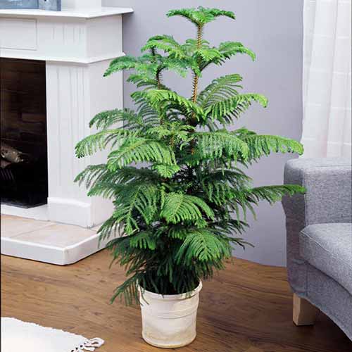 A square image of a Norfolk Island pine tree in a container indoors.