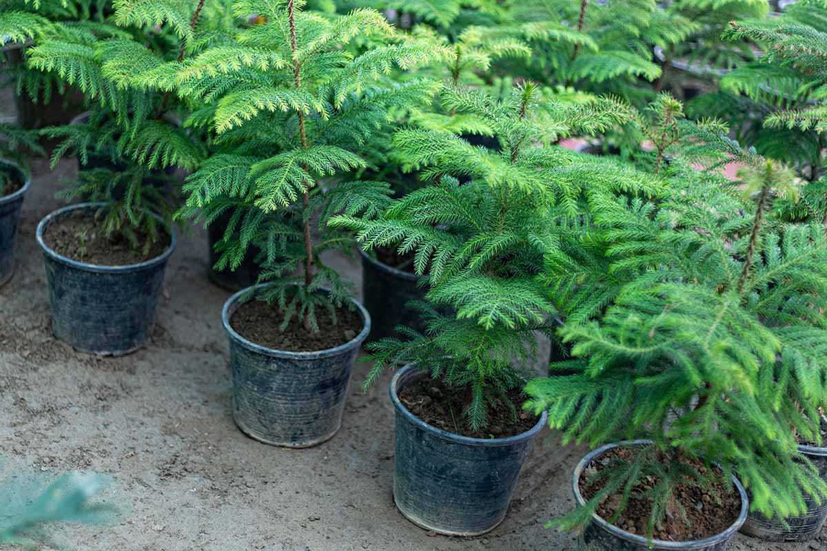 A close up horizontal image of potted Norfolk Island pine trees for sale at a garden nursery.