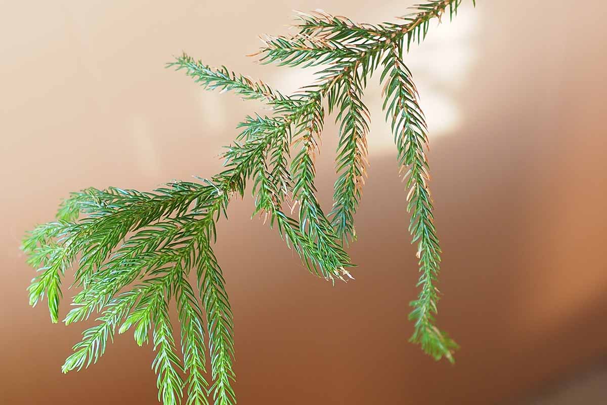 A close up horizontal image of a Norfolk pine with brown foliage pictured on a soft focus background.