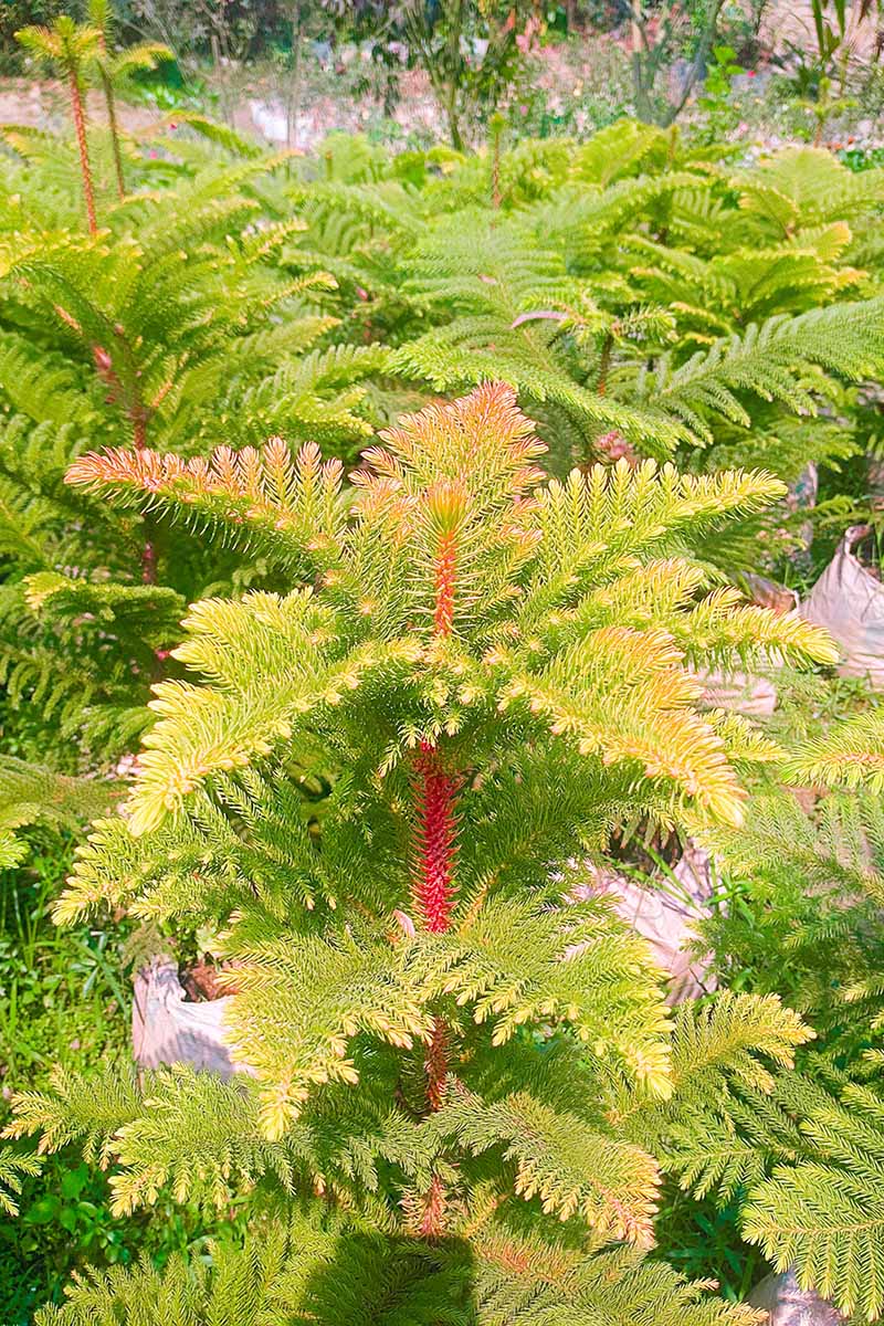 A close up vertical image of Norfolk Island pines growing in pots displaying yellowing foliage.