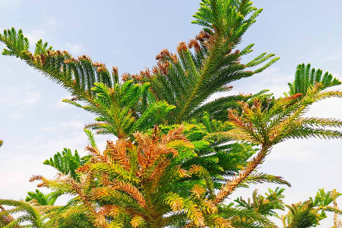 A close up horizontal image of a Norfolk Island pine with foliage turning yellow and brown pictured on a blue sky background.
