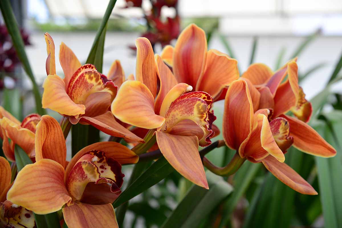 A close up horizontal image of orange Cymbidium orchid blooms.