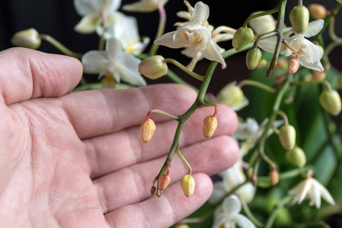 13 Common Orchid Problems And How To Solve Them 13 Common Orchid Problems And How To Solve Them