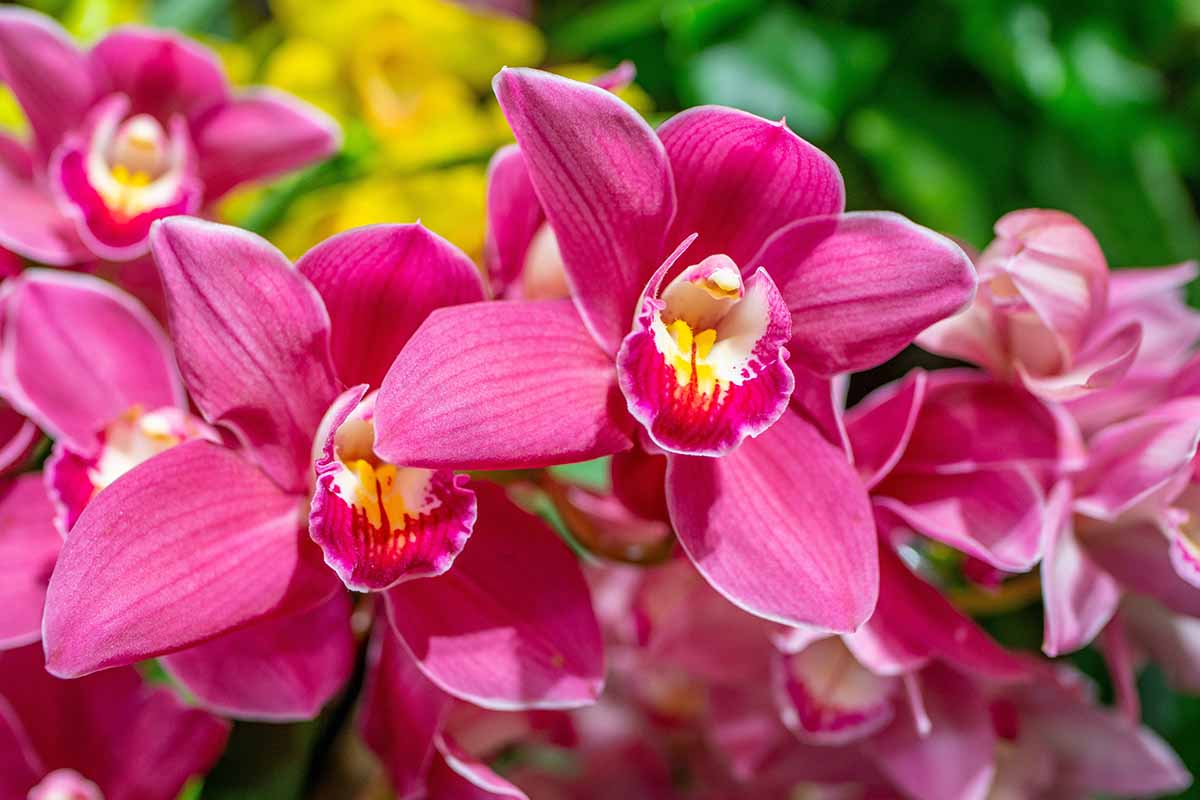 A close up horizontal image of bright pink cymbidium orchids pictured on a soft focus background.