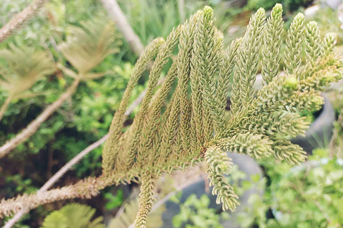 A close up horizontal image of the foliage of a Norfolk Island pine that is turning pale and yellowish.