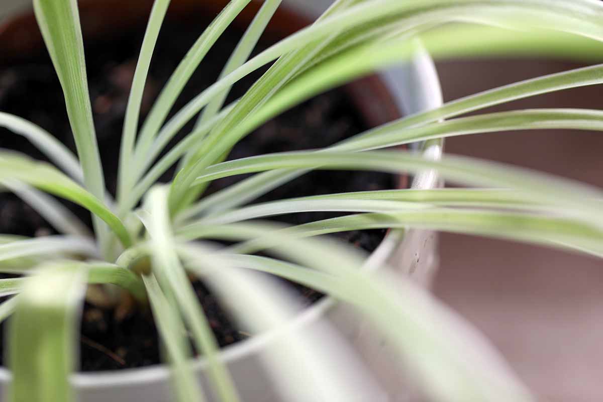 A close up horizontal image of a spider plant with pale leaves from being in low light for too long.