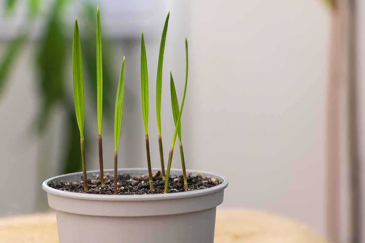 A close up horizontal image of small seedlings in a gray pot indoors.