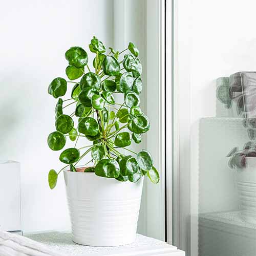 A close up square image of a Chinese money plant in a white pot set on a side table next to a window.